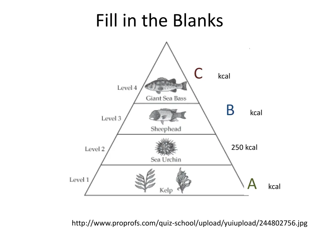 fill in the blanks 1