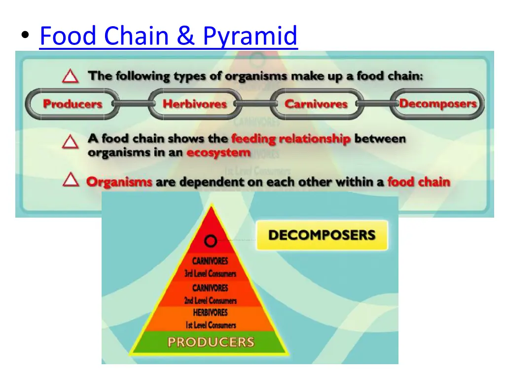 food chain pyramid