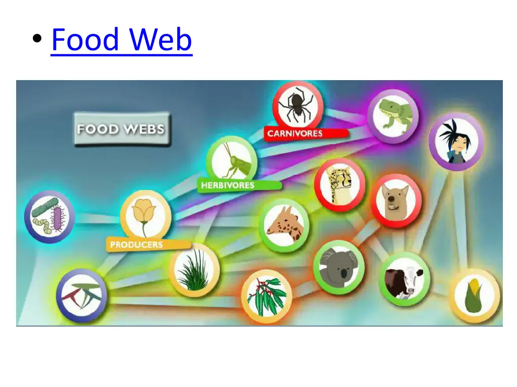 food web