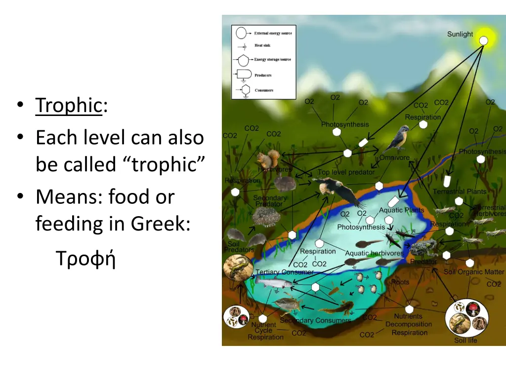 trophic each level can also be called trophic