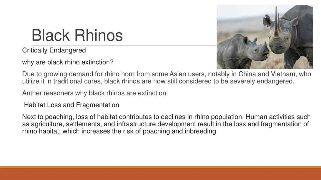 black rhinos critically endangered