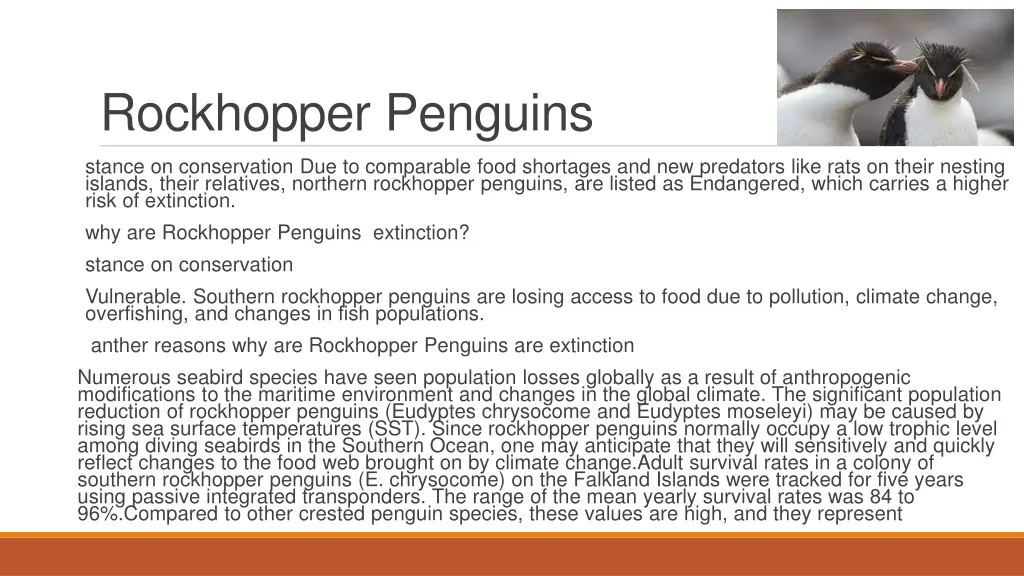 rockhopper penguins