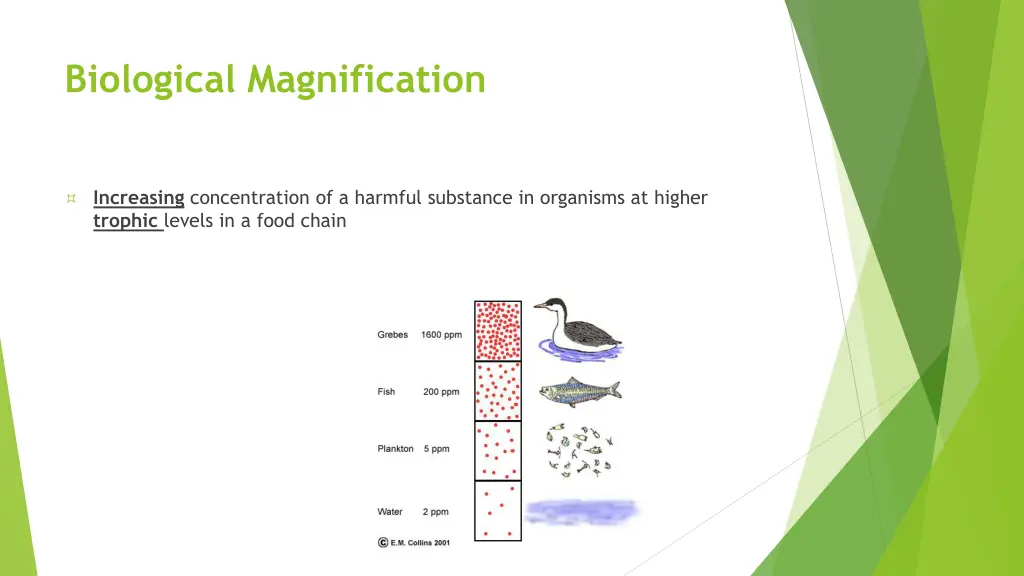 biological magnification