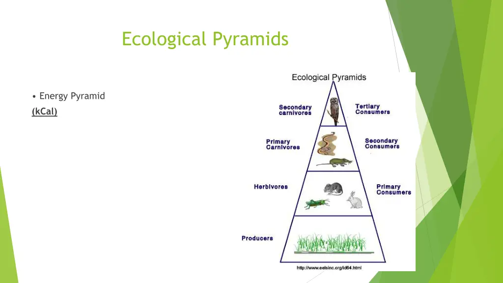 ecological pyramids