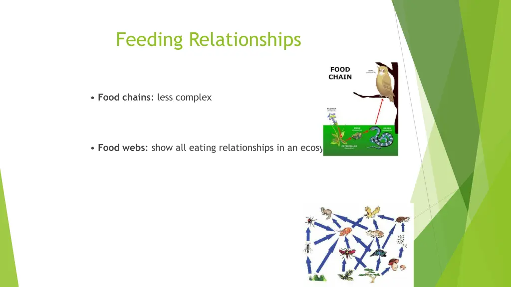 feeding relationships