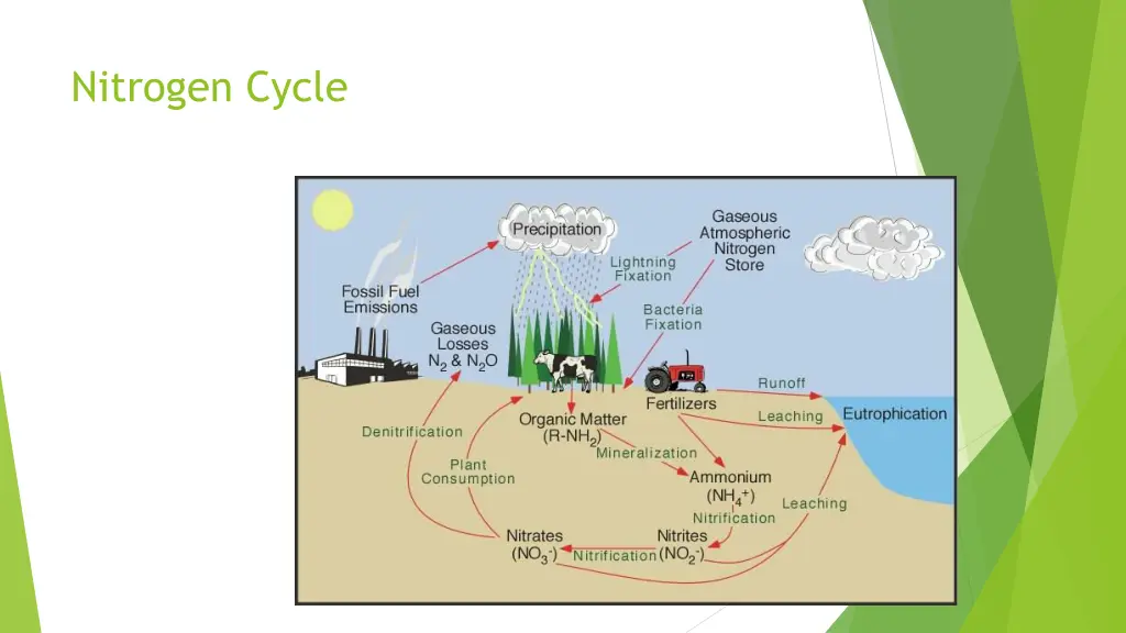 nitrogen cycle