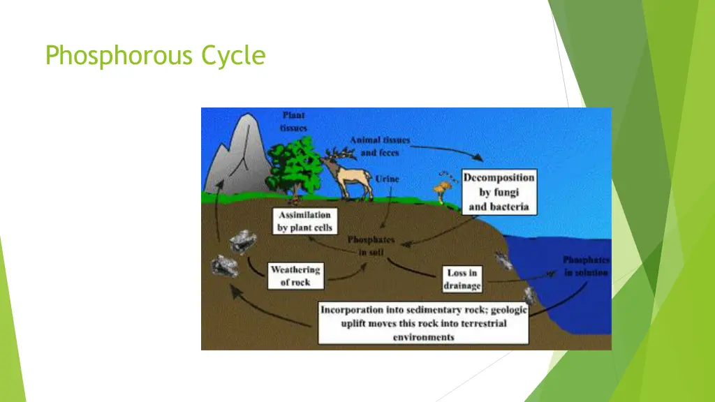 phosphorous cycle