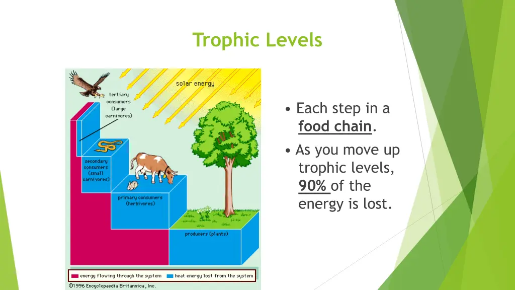 trophic levels