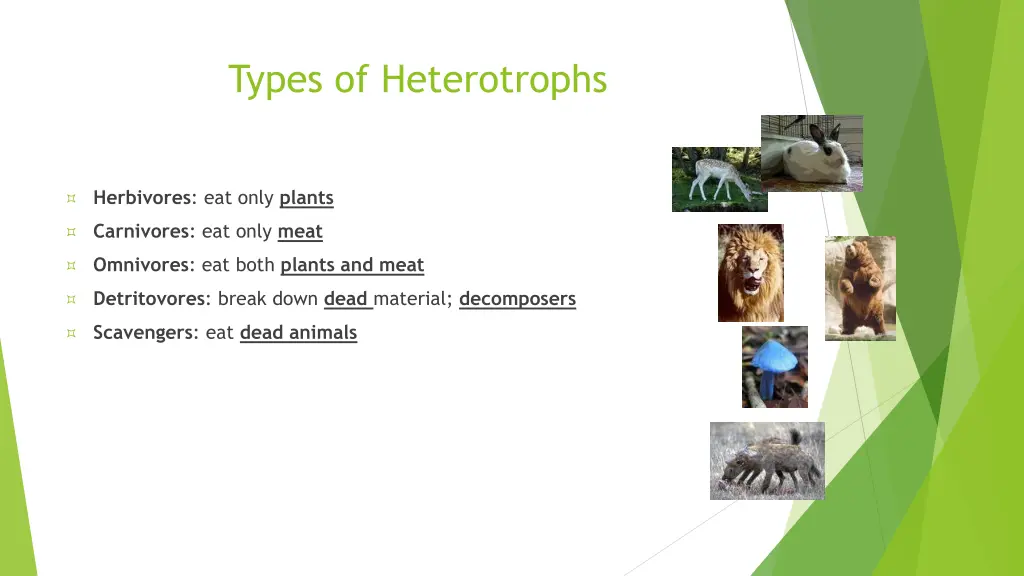 types of heterotrophs