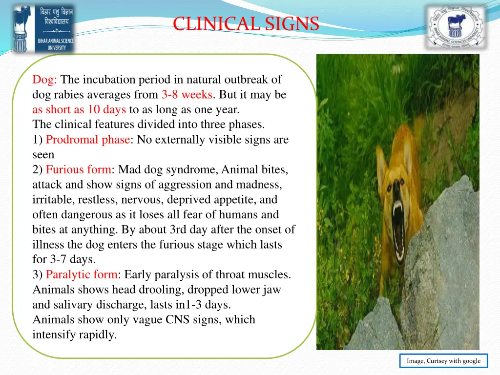 clinical signs