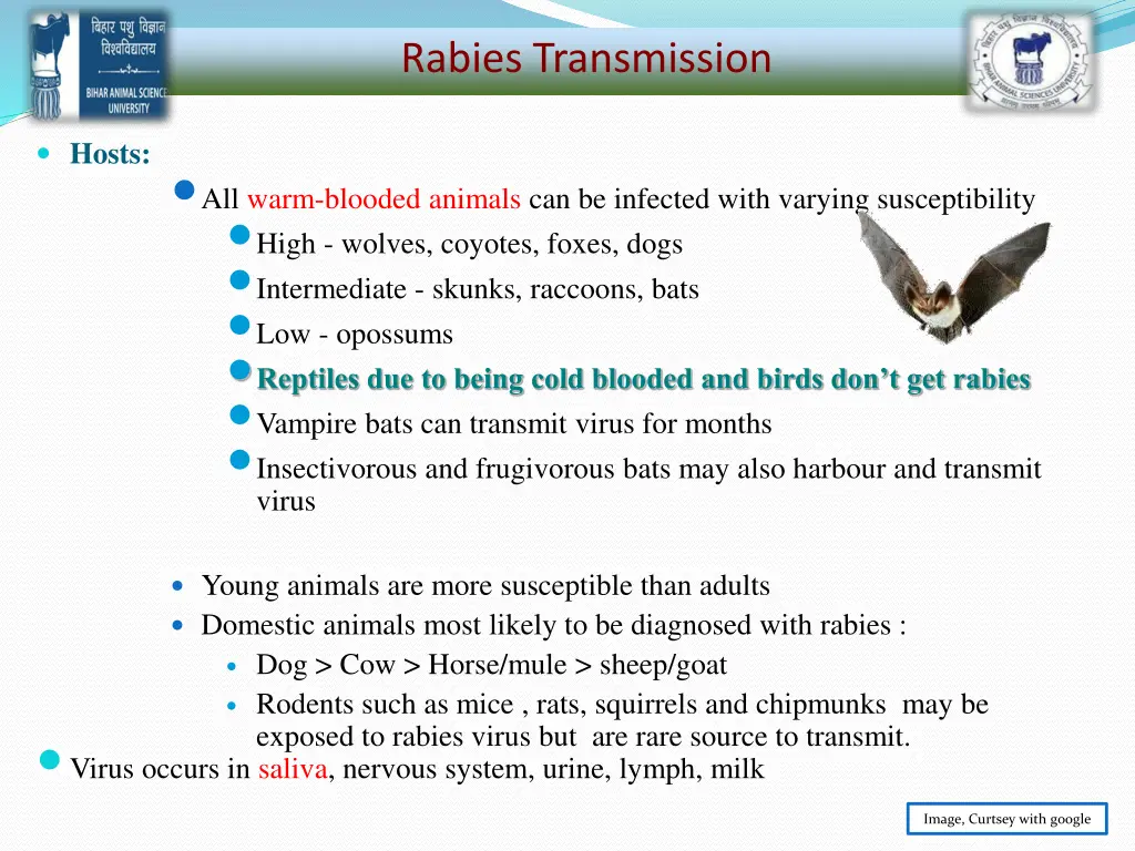 rabies transmission