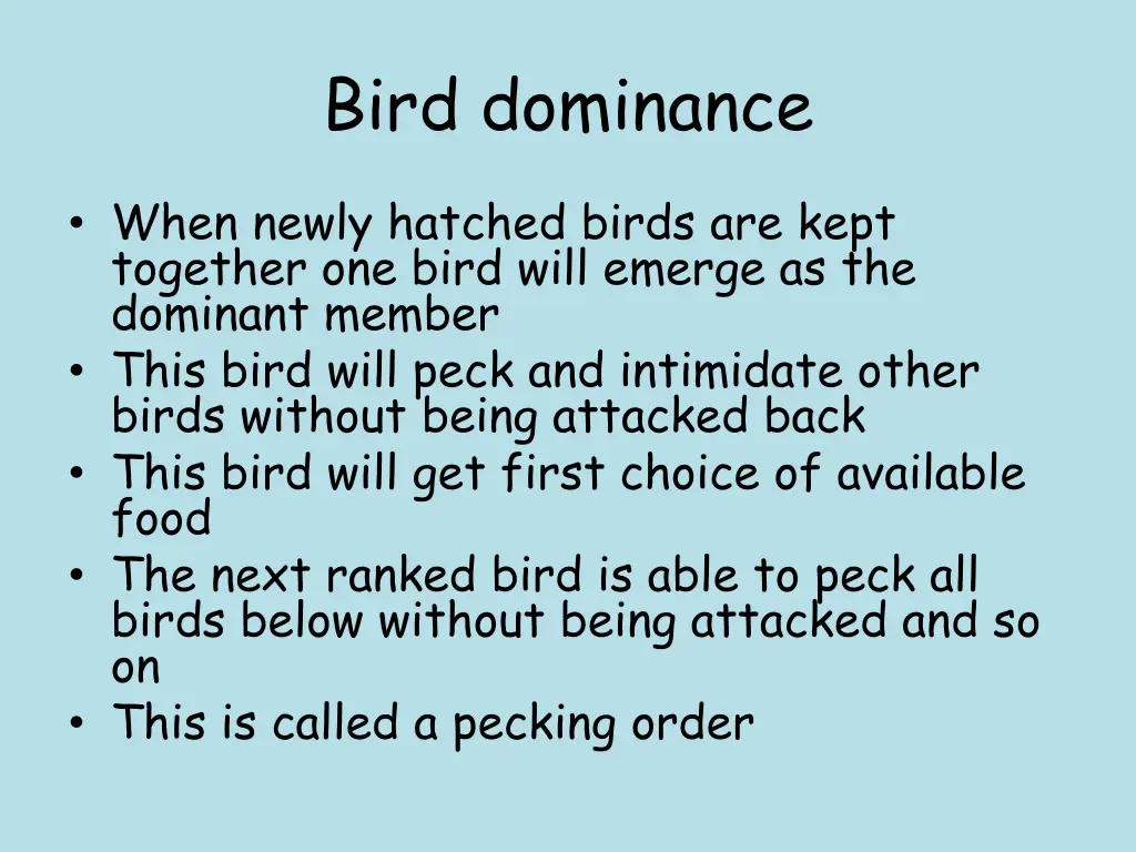 bird dominance