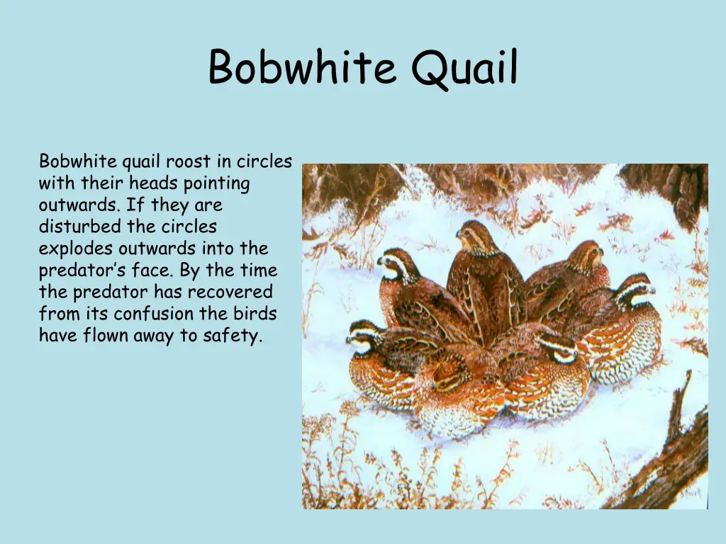 bobwhite quail