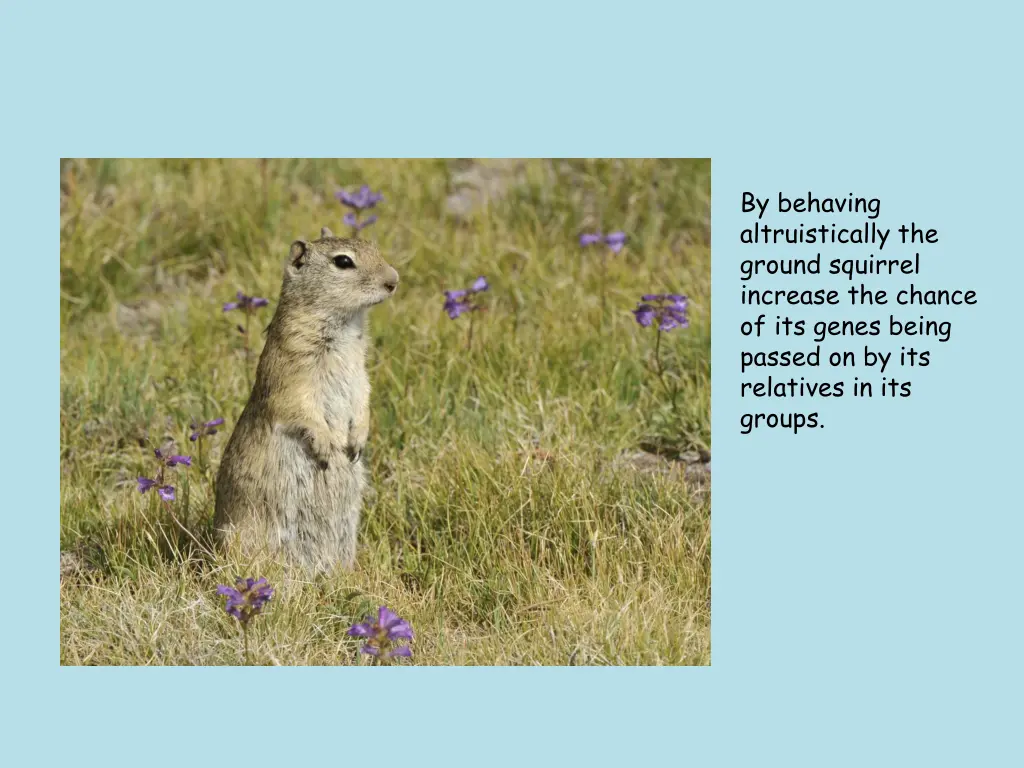 by behaving altruistically the ground squirrel