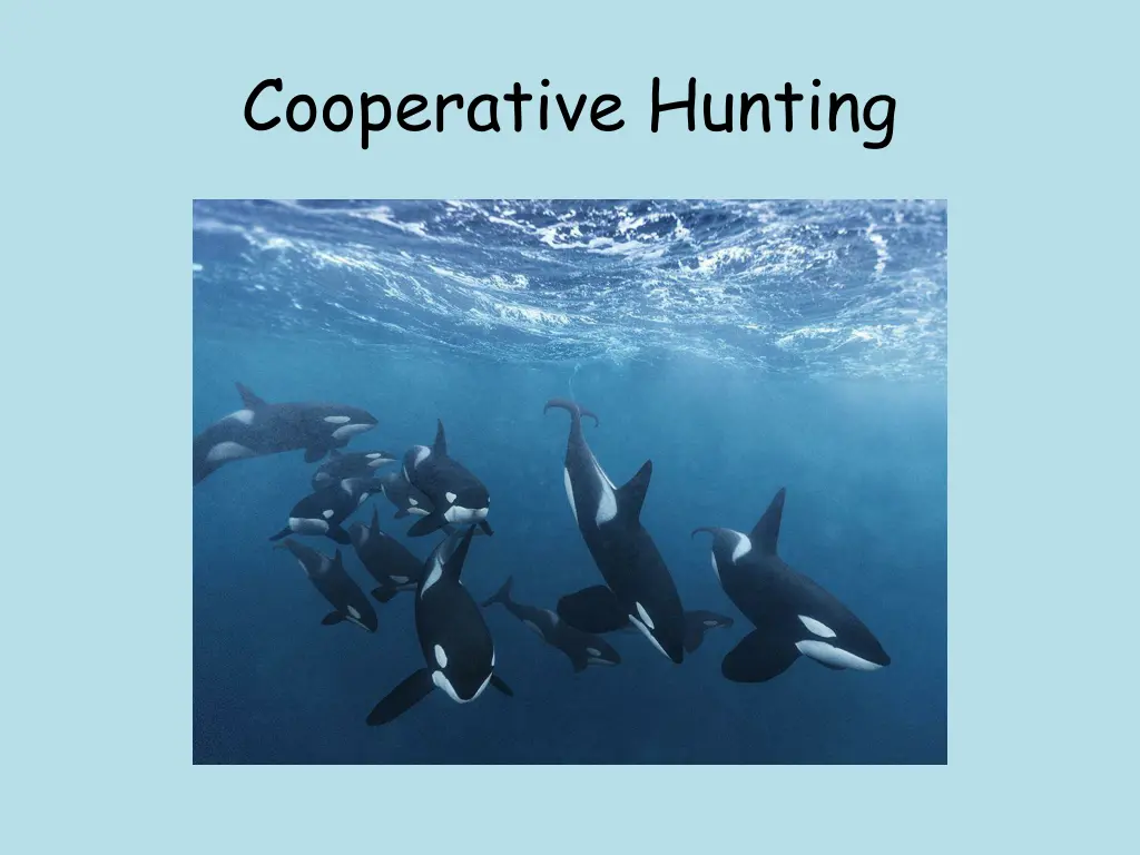 cooperative hunting