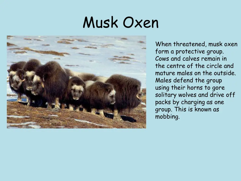 musk oxen