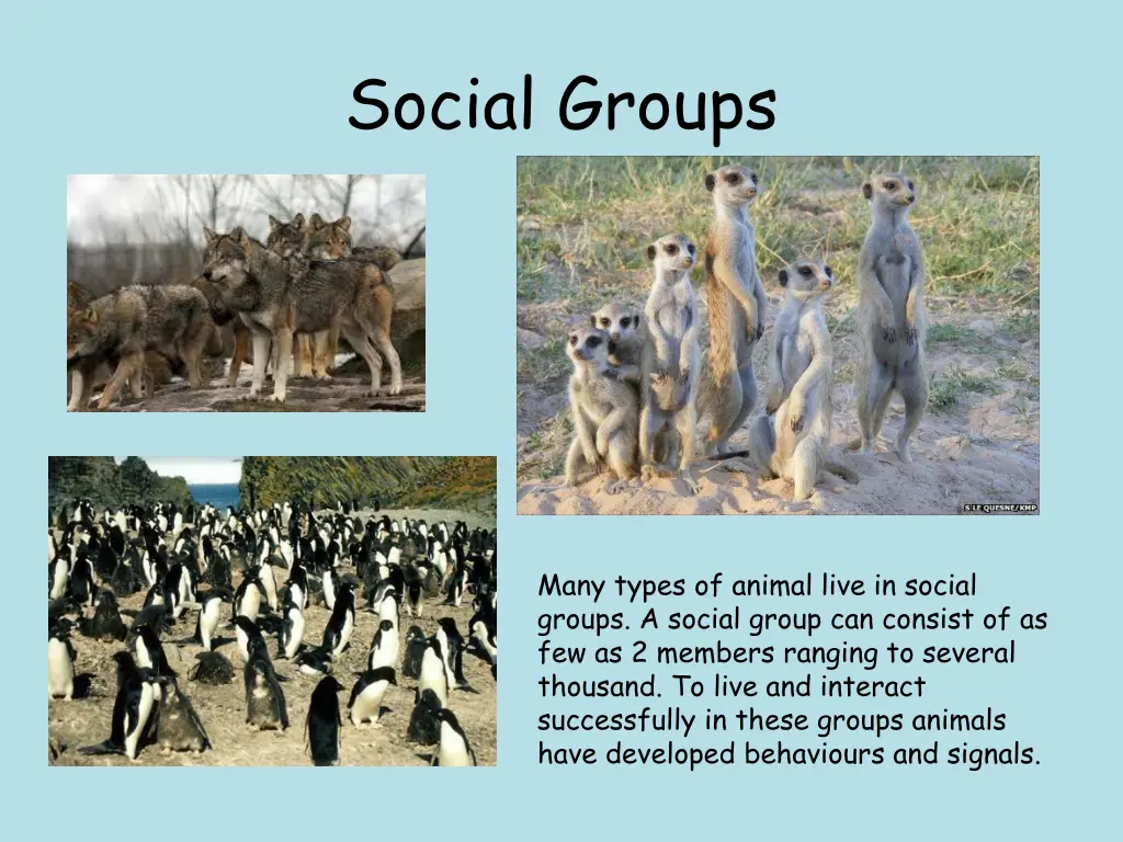 social groups