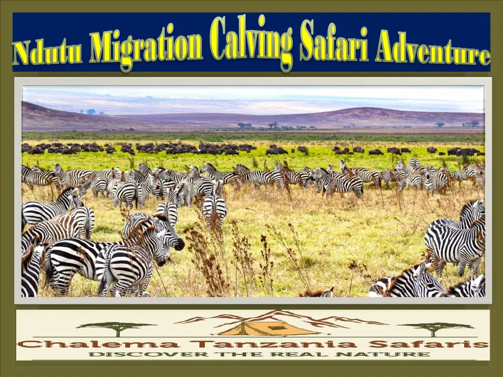 migration calving safari adventure migration 1