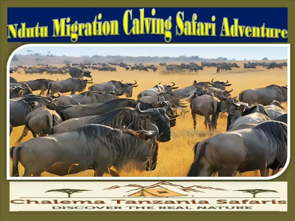 migration calving safari adventure migration 2