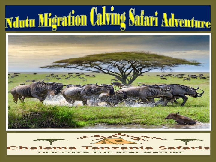 migration calving safari adventure migration