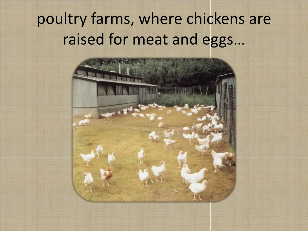 poultry farms where chickens are raised for meat