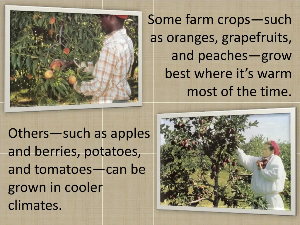 some farm crops such as oranges grapefruits