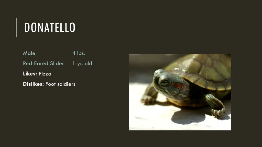 donatello