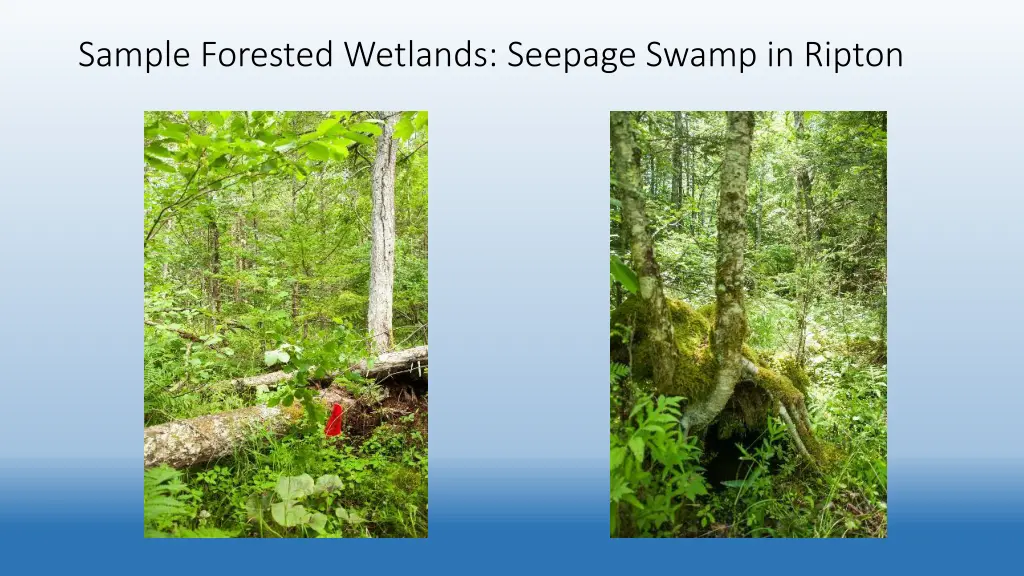 sample forested wetlands seepage swamp in ripton