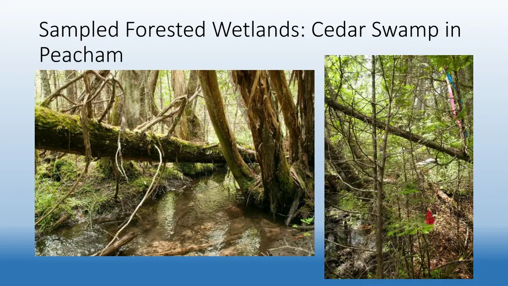 sampled forested wetlands cedar swamp in peacham