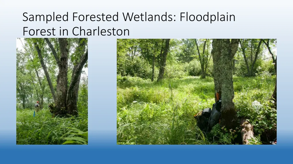 sampled forested wetlands floodplain forest