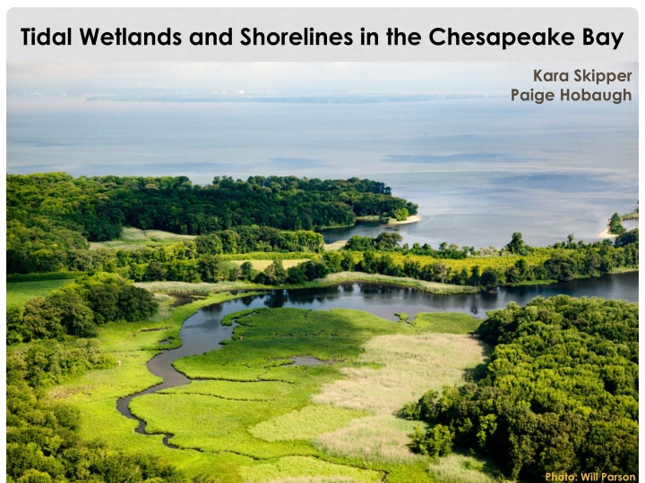 tidal wetlands and shorelines in the chesapeake