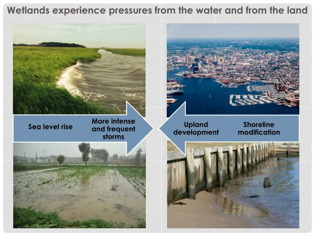 wetlands experience pressures from the water