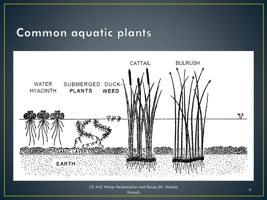 common aquatic plants