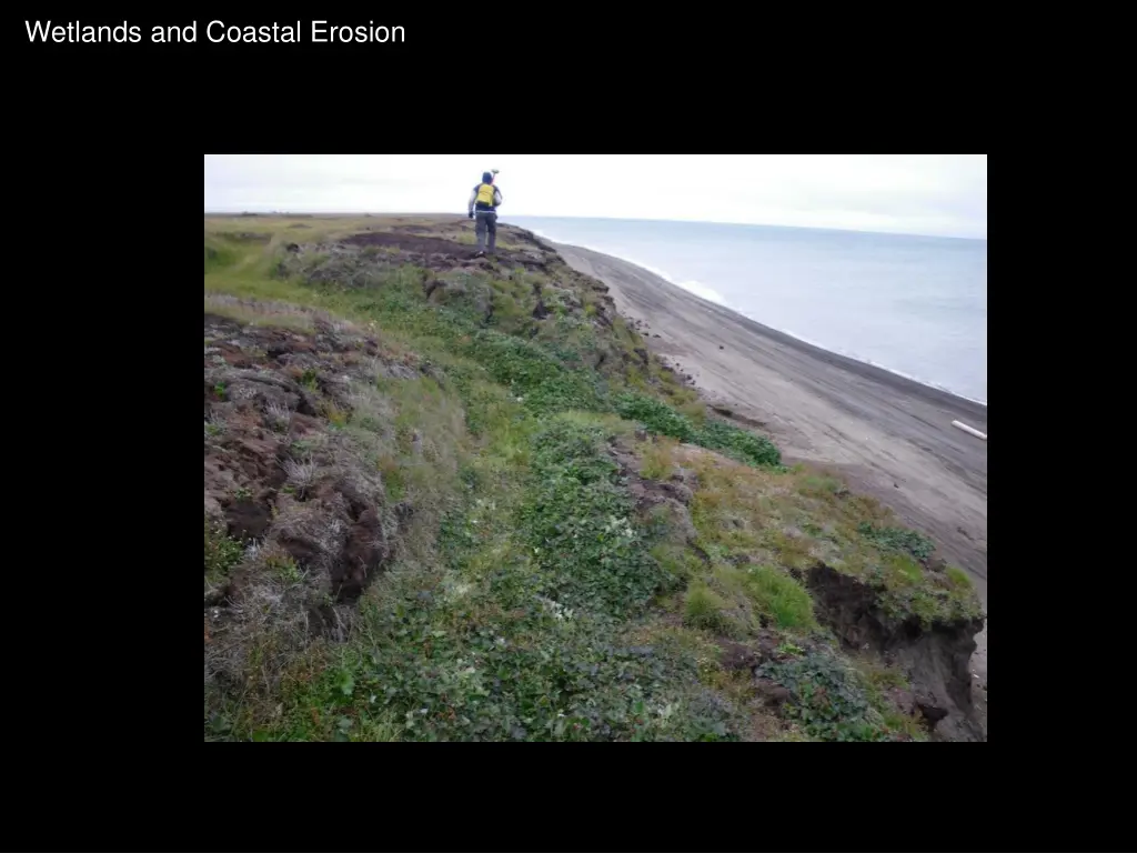 wetlands and coastal erosion