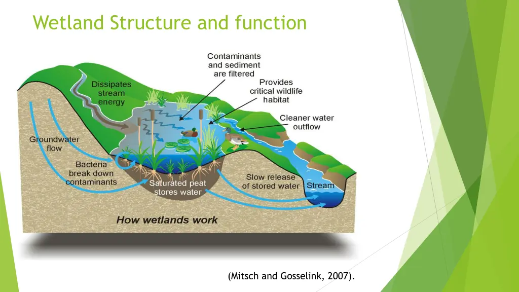 wetland structure and function