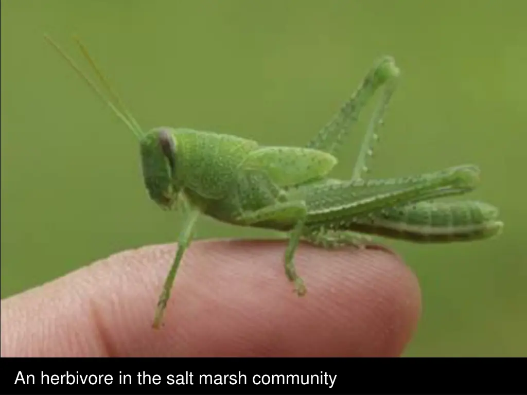 an herbivore in the salt marsh community