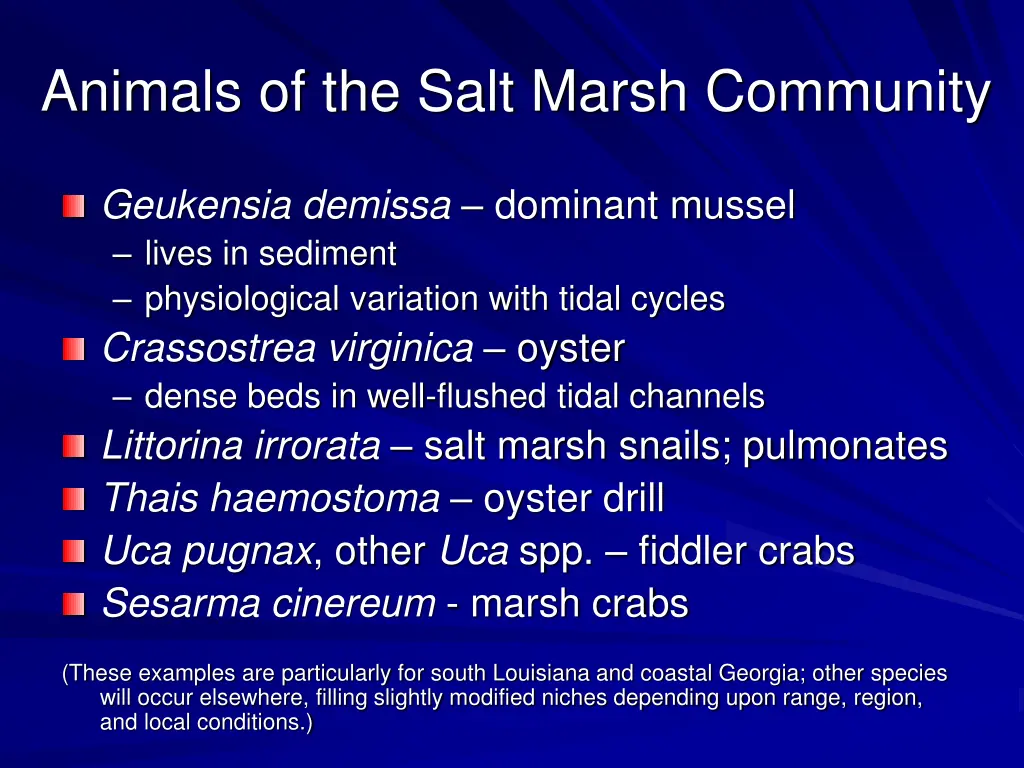 animals of the salt marsh community