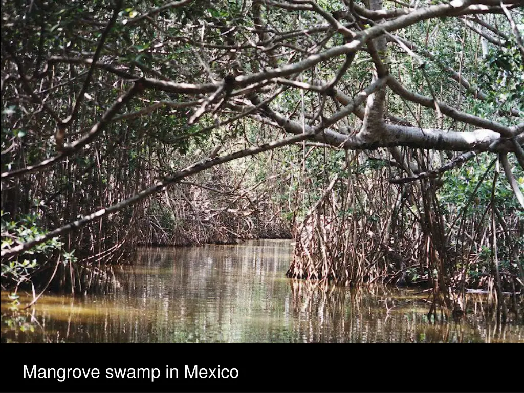 mangrove swamp in mexico