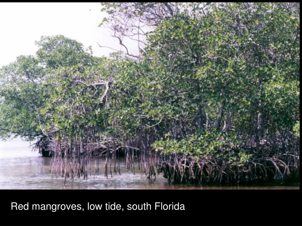 red mangroves low tide south florida