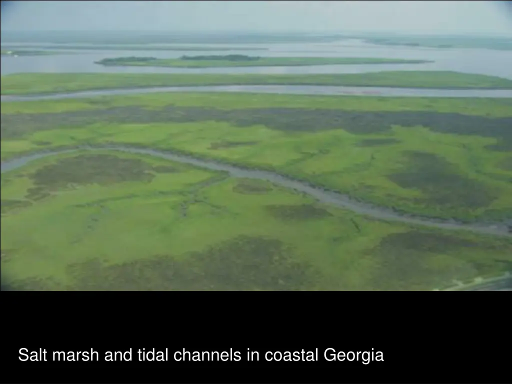 salt marsh and tidal channels in coastal georgia