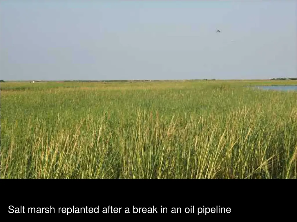 salt marsh replanted after a break