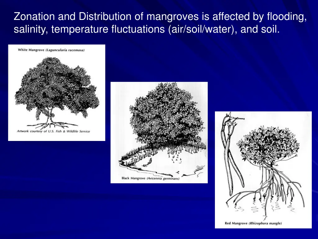 zonation and distribution of mangroves