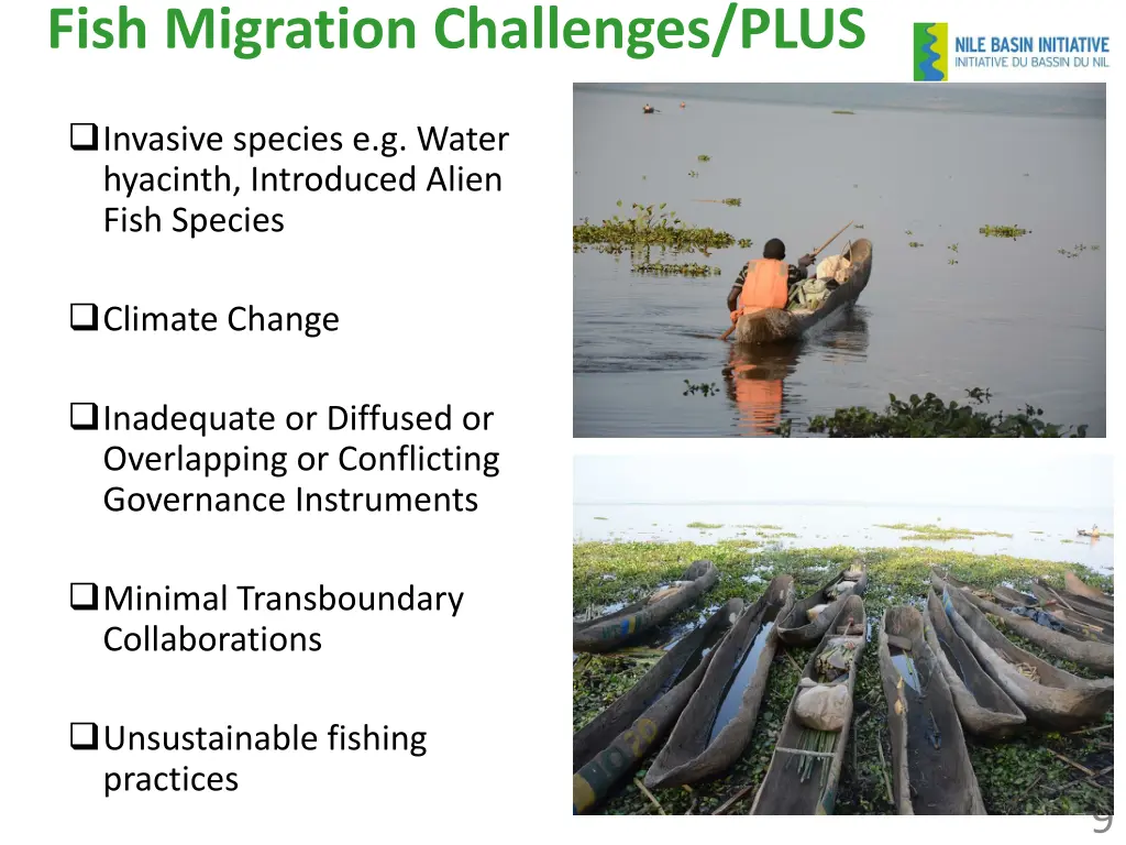 fish migration challenges plus 1