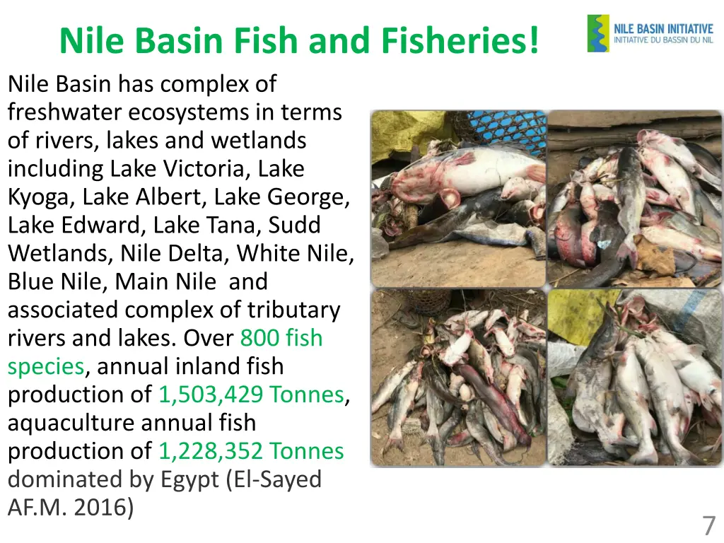 nile basin fish and fisheries nile basin