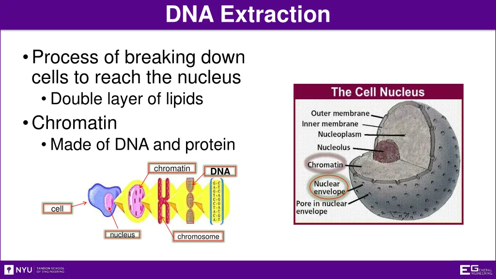 dna extraction