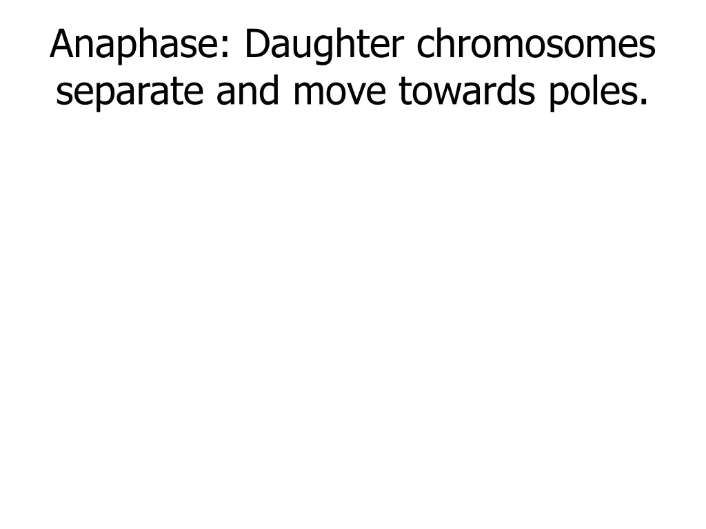 anaphase daughter chromosomes separate and move