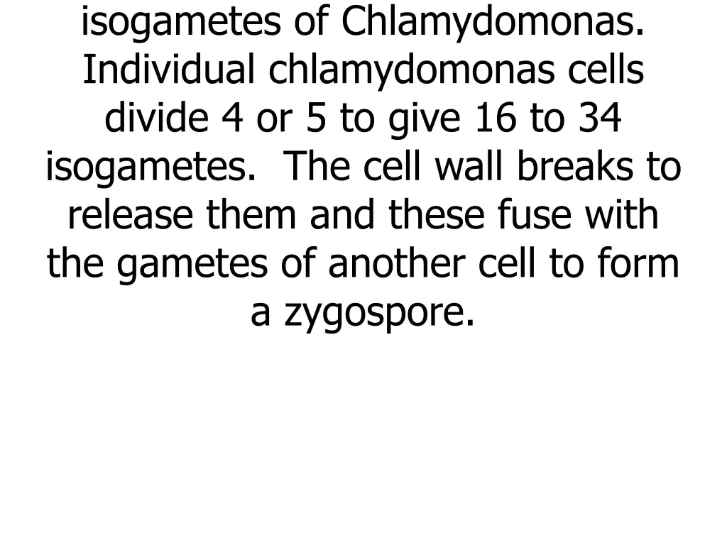 gametes could appear similar e g isogametes