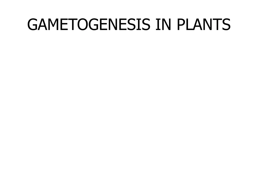 gametogenesis in plants