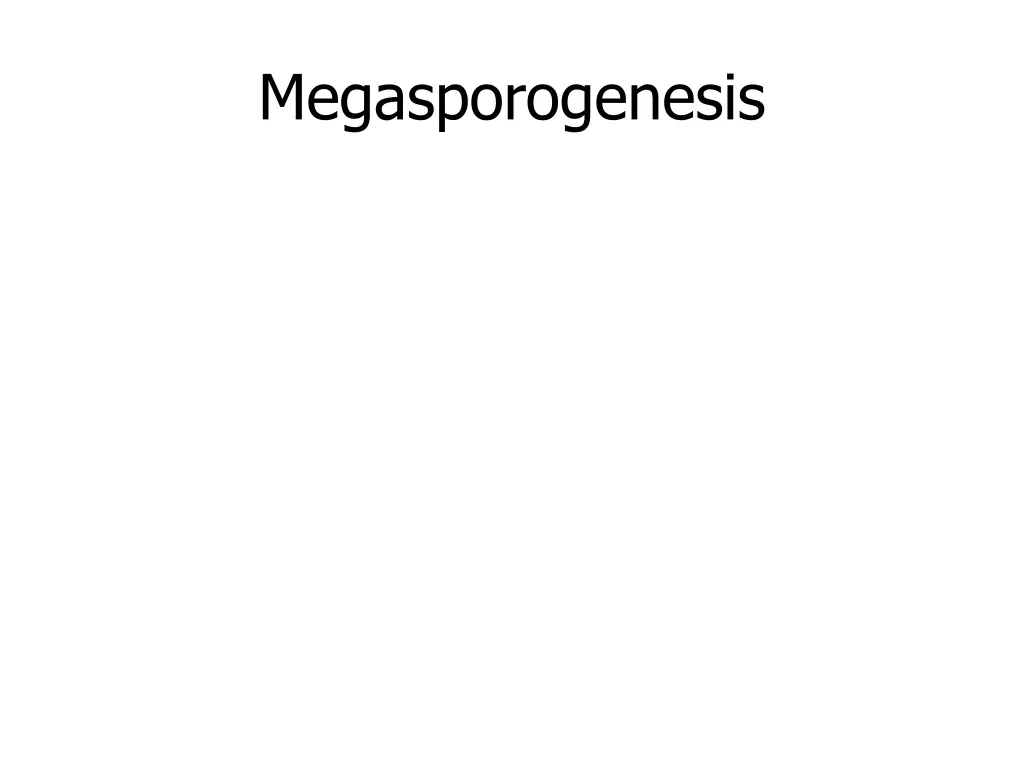 megasporogenesis