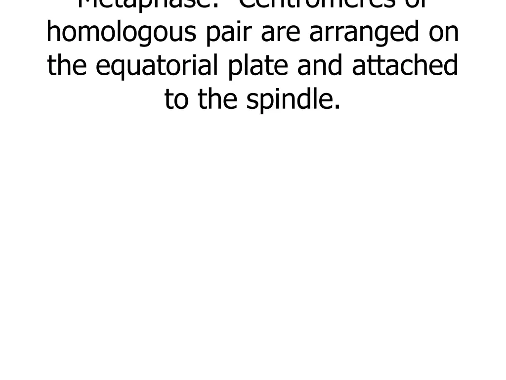 metaphase centromeres of homologous pair